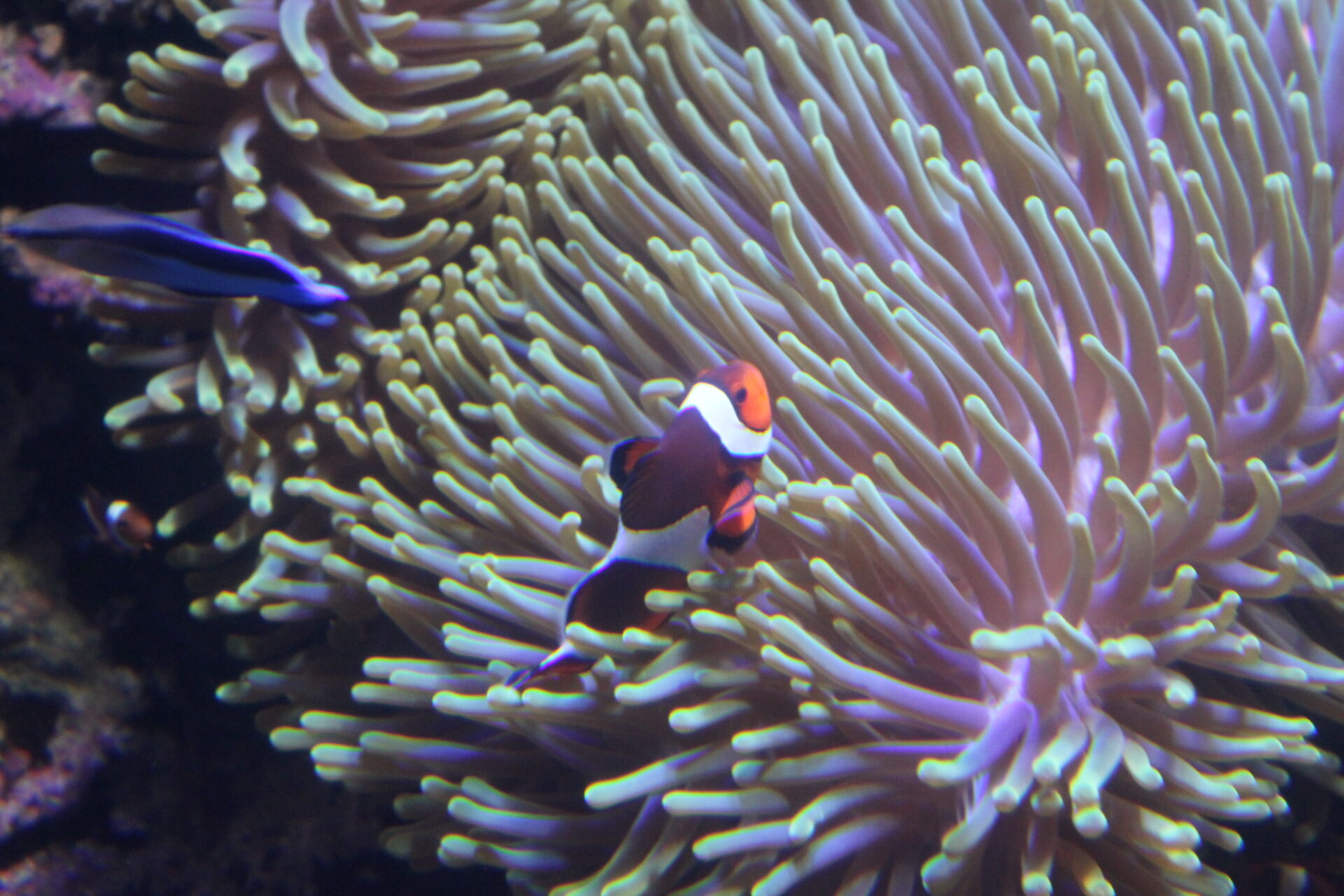 [호주(5)] 시드니 아쿠아리움 Sea Life Sydney