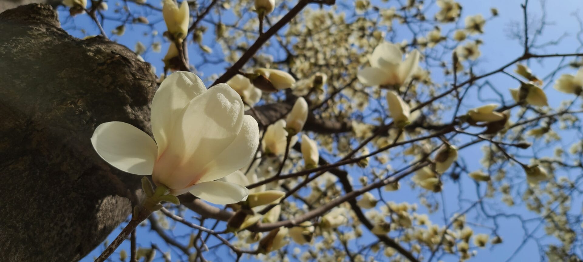 [활쏘기] 황학정 목련